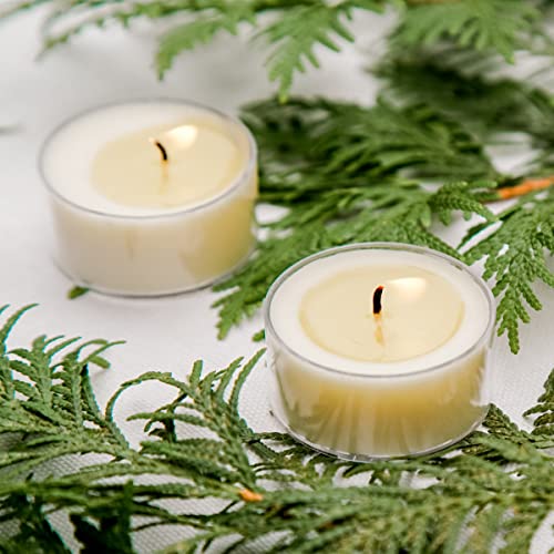 Santa's Naturals Fraser Fir Christmas Tea Light Candles | Fresh Cut Christmas Tree Fragrance | Sustainably Sourced Soy and Beeswax | 4 Hour Burn Time Per Candle | 12 Candles Per Box